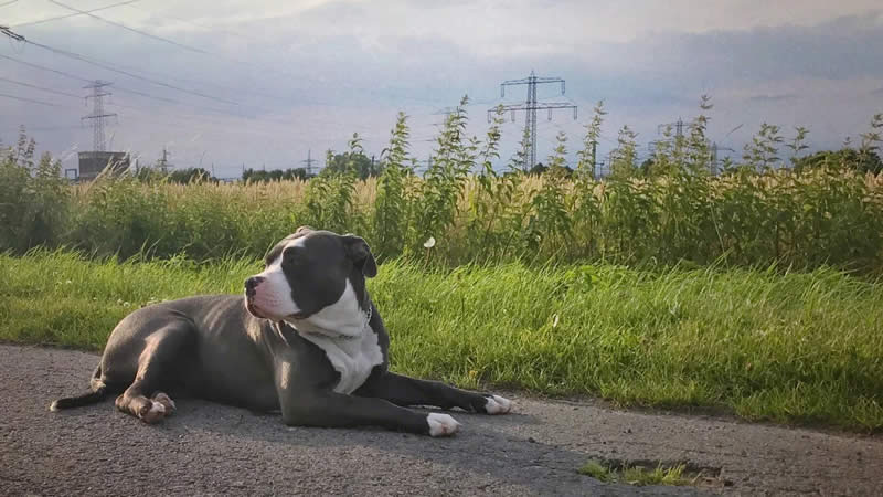 American XL Bully Dogs Banned