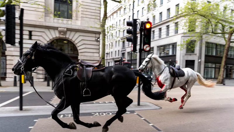 Horses have been seen running down streets in central London