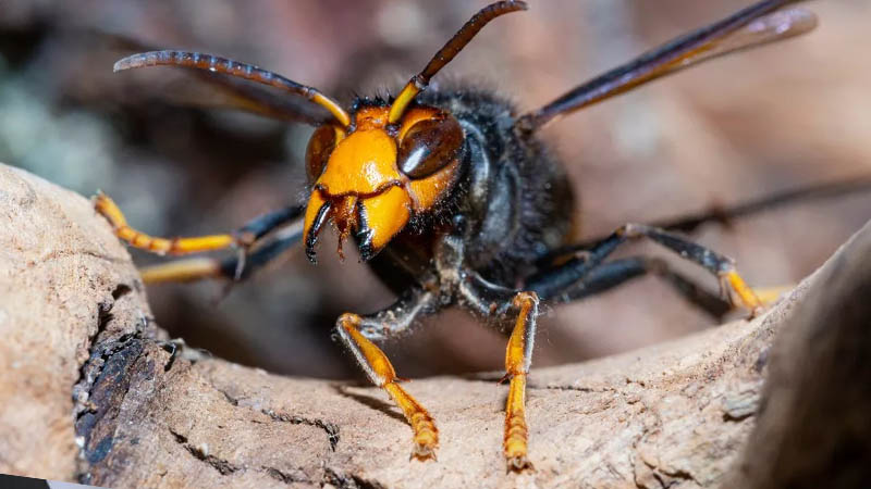 Asian Hornet