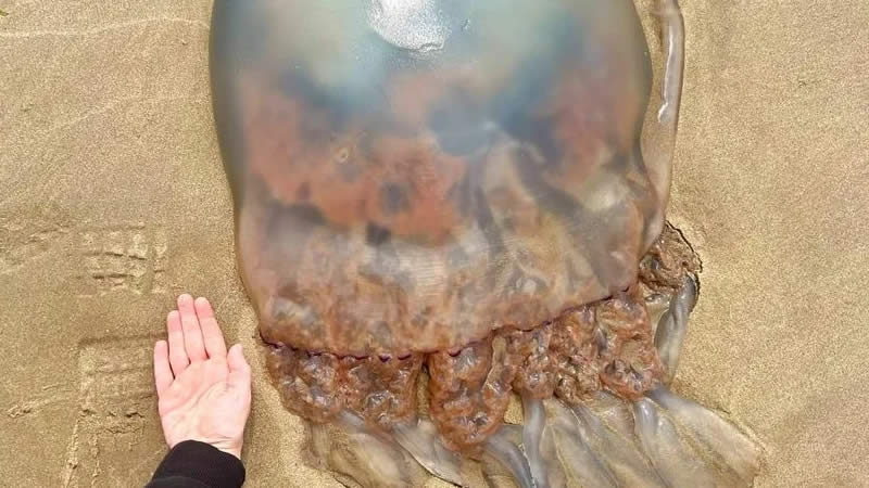 Giant Jellyfish