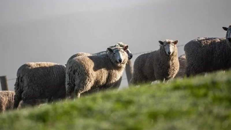 Patron of Campaign for Wool uk