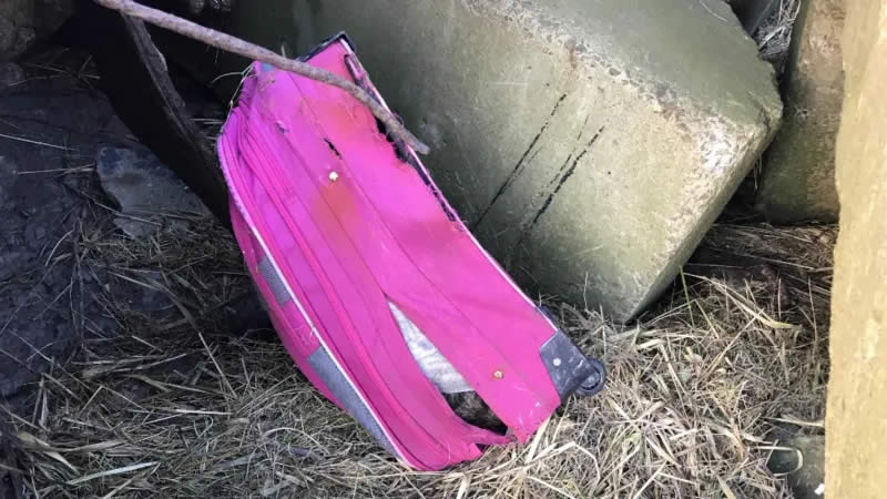 dog dumped suitcase